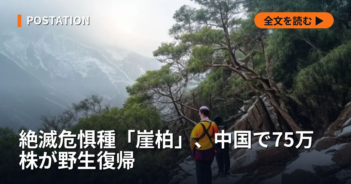 絶滅危惧種「崖柏」、中国で75万株が野生復帰