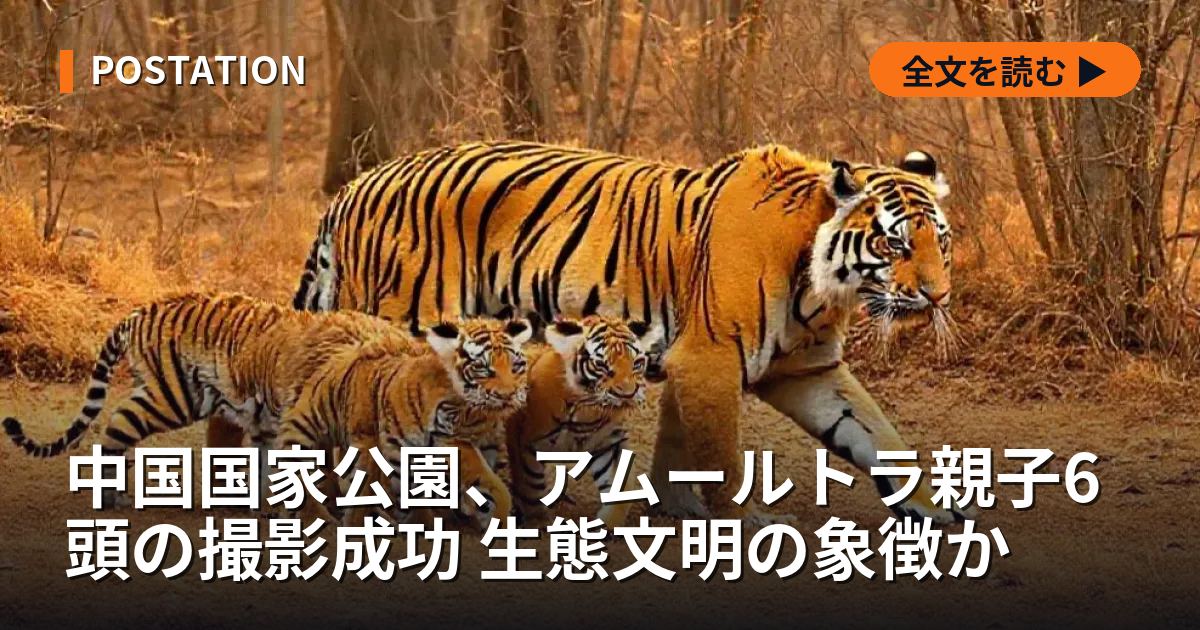 中国国家公園、アムールトラ親子6頭の撮影成功 生態文明の象徴か
